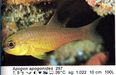 Apogon apogonides